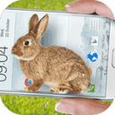 bunny in phone cute joke